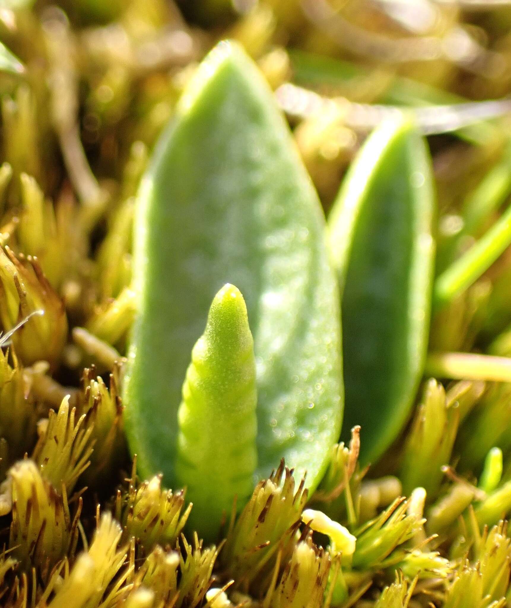 Слика од Ophioglossum lusitanicum L.