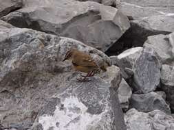 Image of New Zealand Wrens