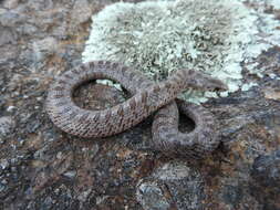 Image of Largenose Earth Snake