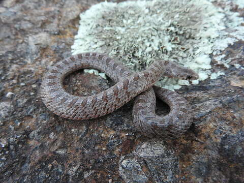 Image of Largenose Earth Snake