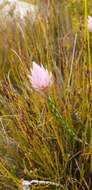 Image of Wingseed Scaly Sewejaartjie