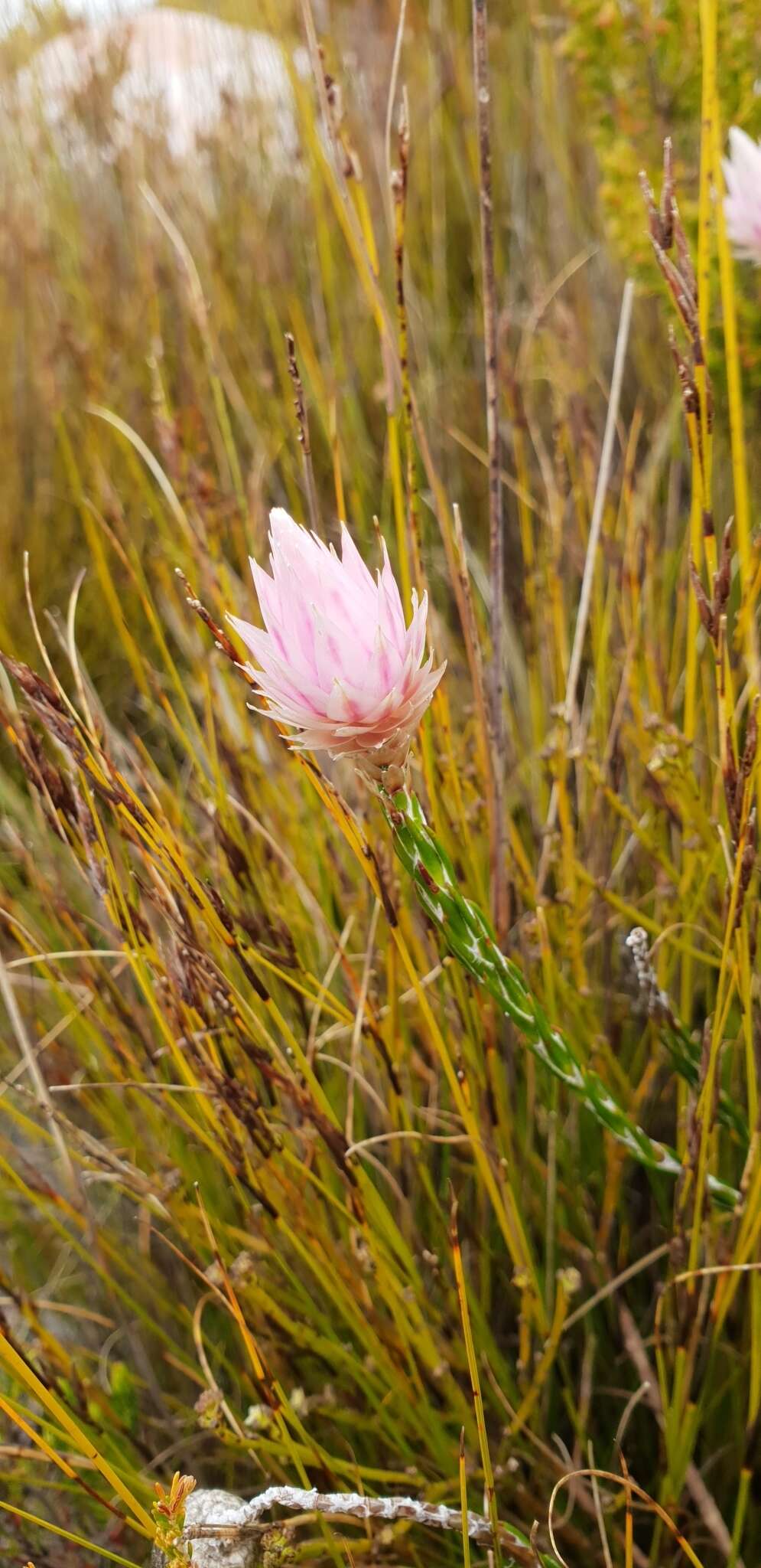 Imagem de Edmondia pinifolia (Lam.) Hilliard