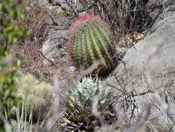 Ferocactus pilosus (Galeotti) Werderm. resmi