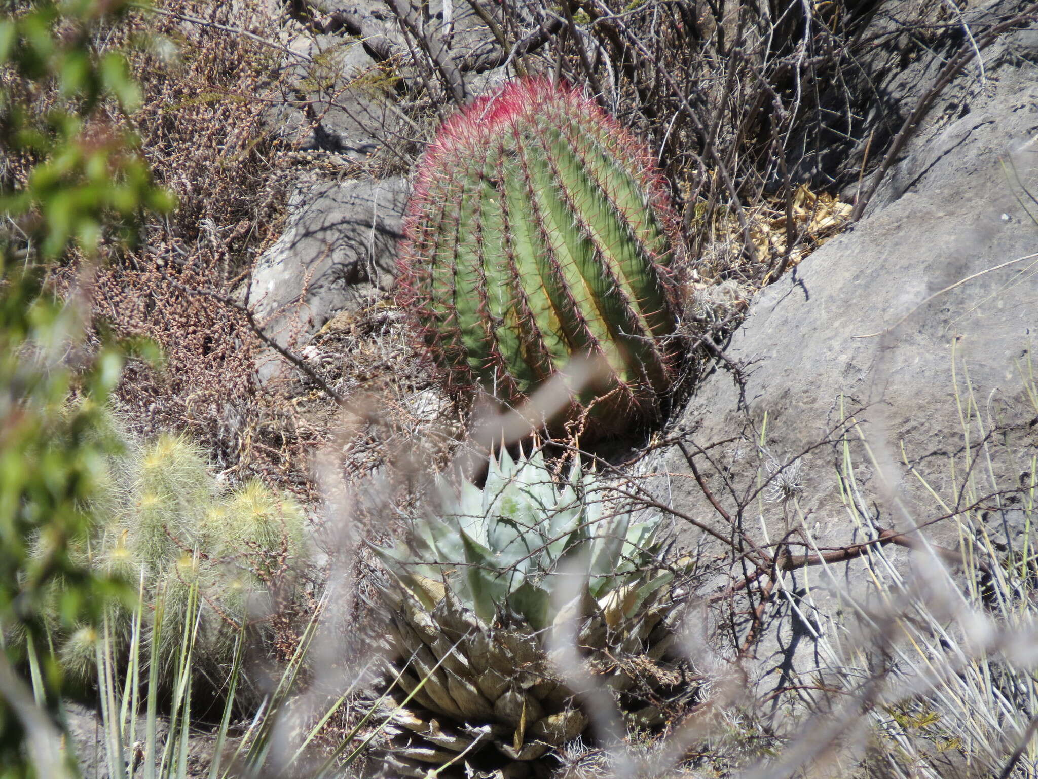 Ferocactus pilosus (Galeotti) Werderm. resmi