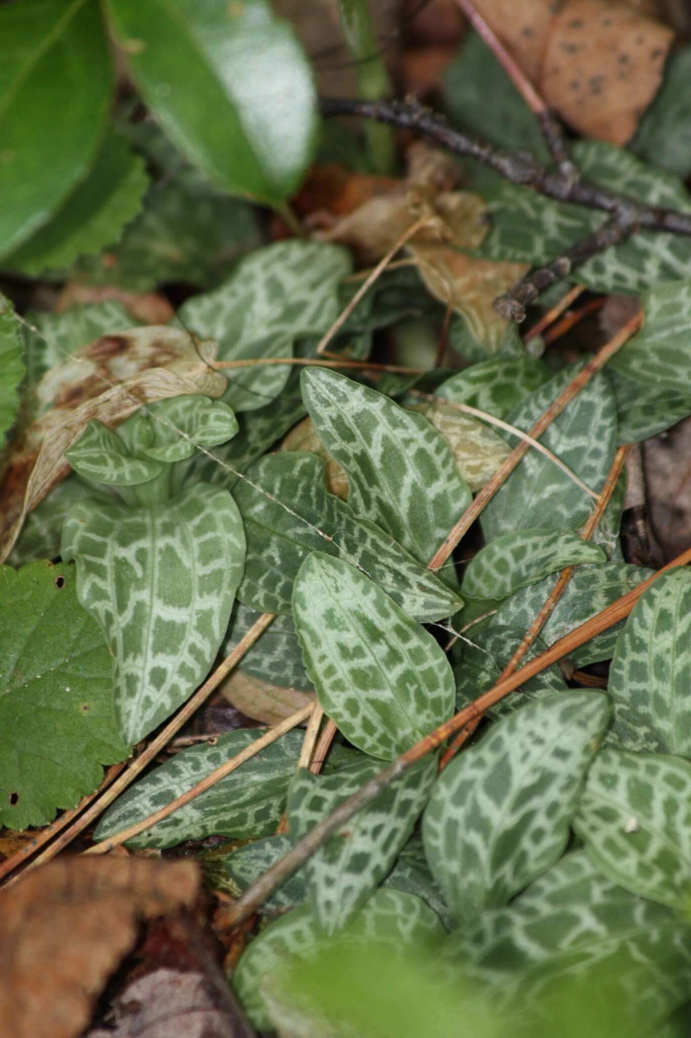 Image of Checkered rattlesnake plantain