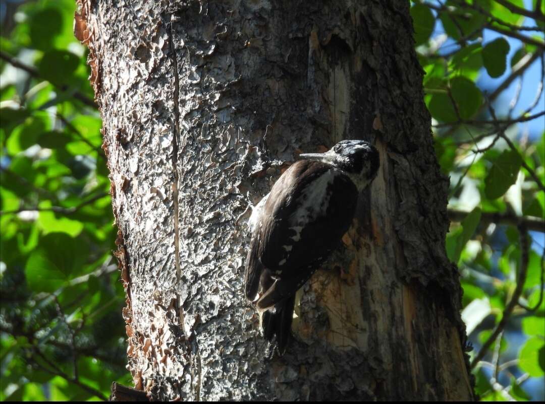 Image of Alpine Three-toed Woodpecker