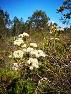 Image of Berzelia cordifolia Schltdl.