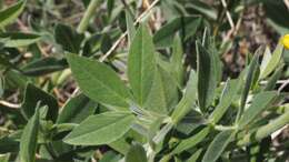 Слика од Thermopsis californica var. semota (Jeps.) C. J. Chen & B. L. Turner