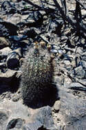 Imagem de Echinopsis thionantha (Speg.) Werderm.