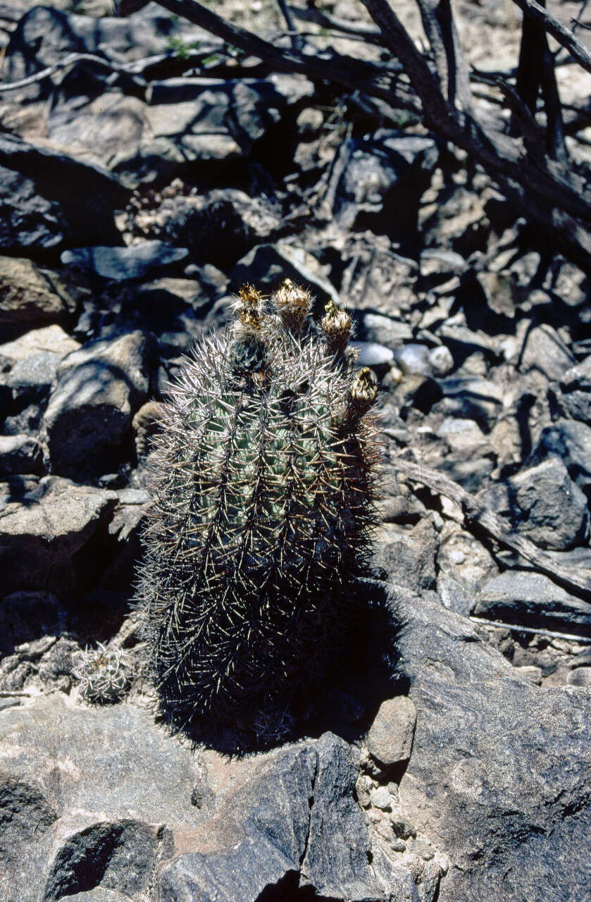 Imagem de Echinopsis thionantha (Speg.) Werderm.