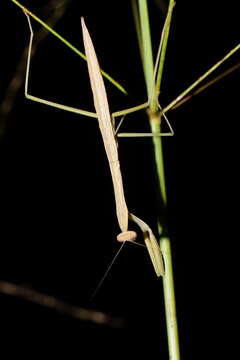 Image of Purple-winged mantis