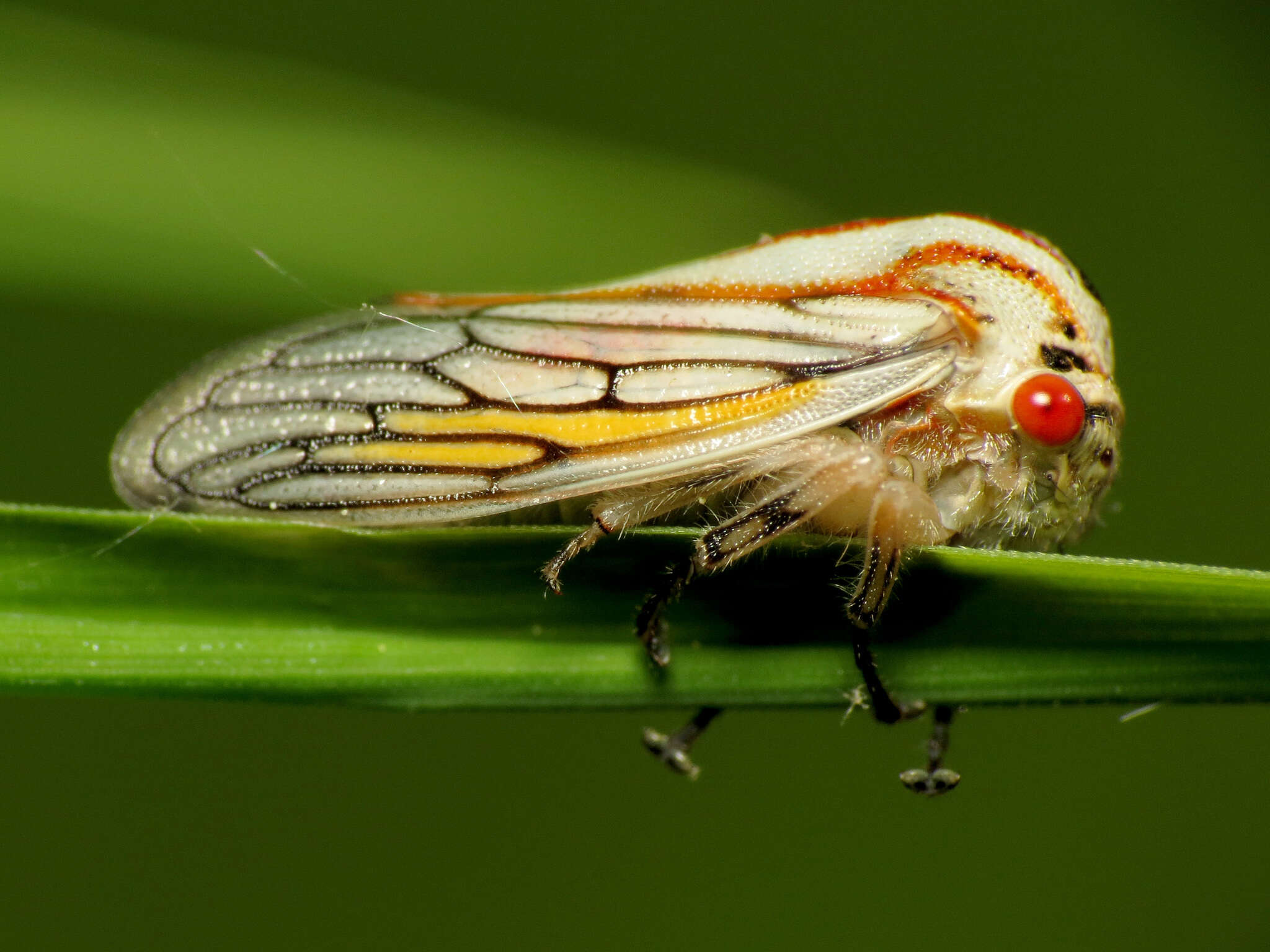 Imagem de Platycotis (Platycotis) vittatus Fabricius