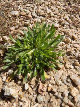 Plancia ëd Plagiobothrys pringlei Greene.