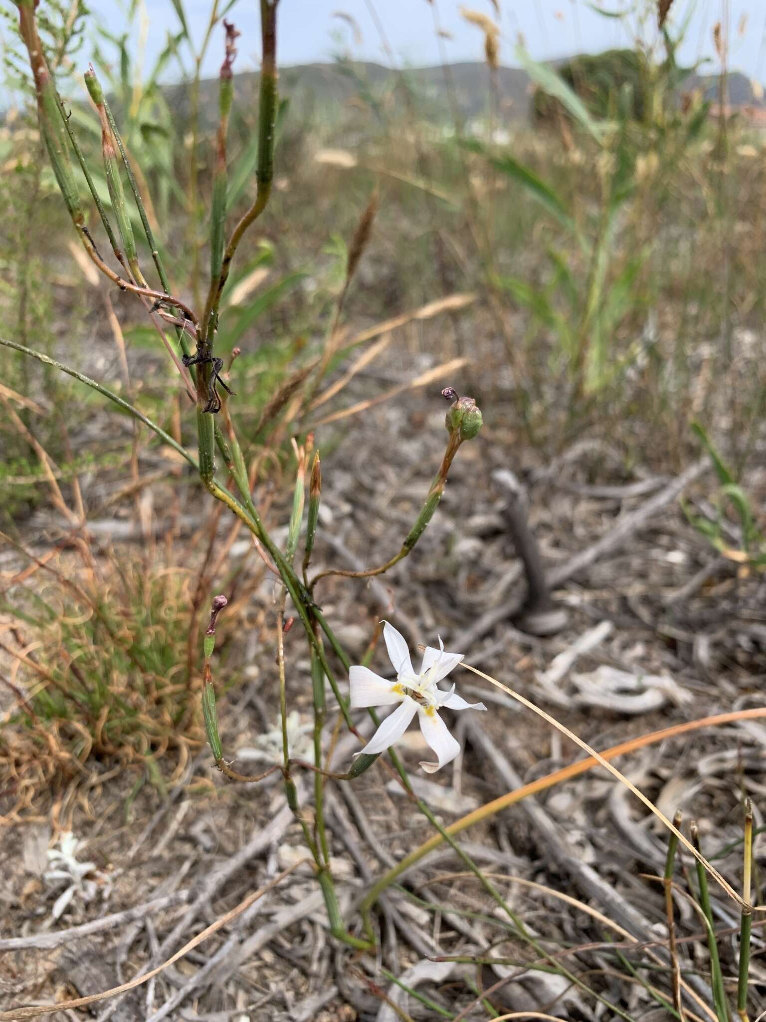 Image of Moraea viscaria (L. fil.) Ker Gawl.