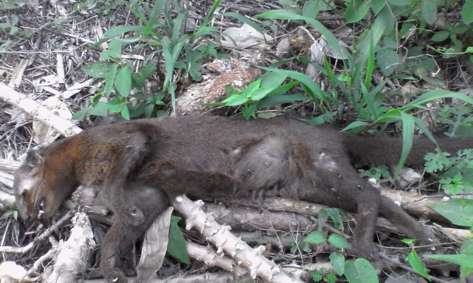 Image of Jaguarundi