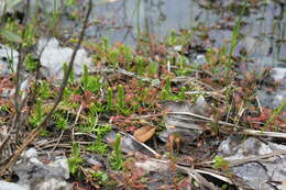 Image of southern bog clubmoss