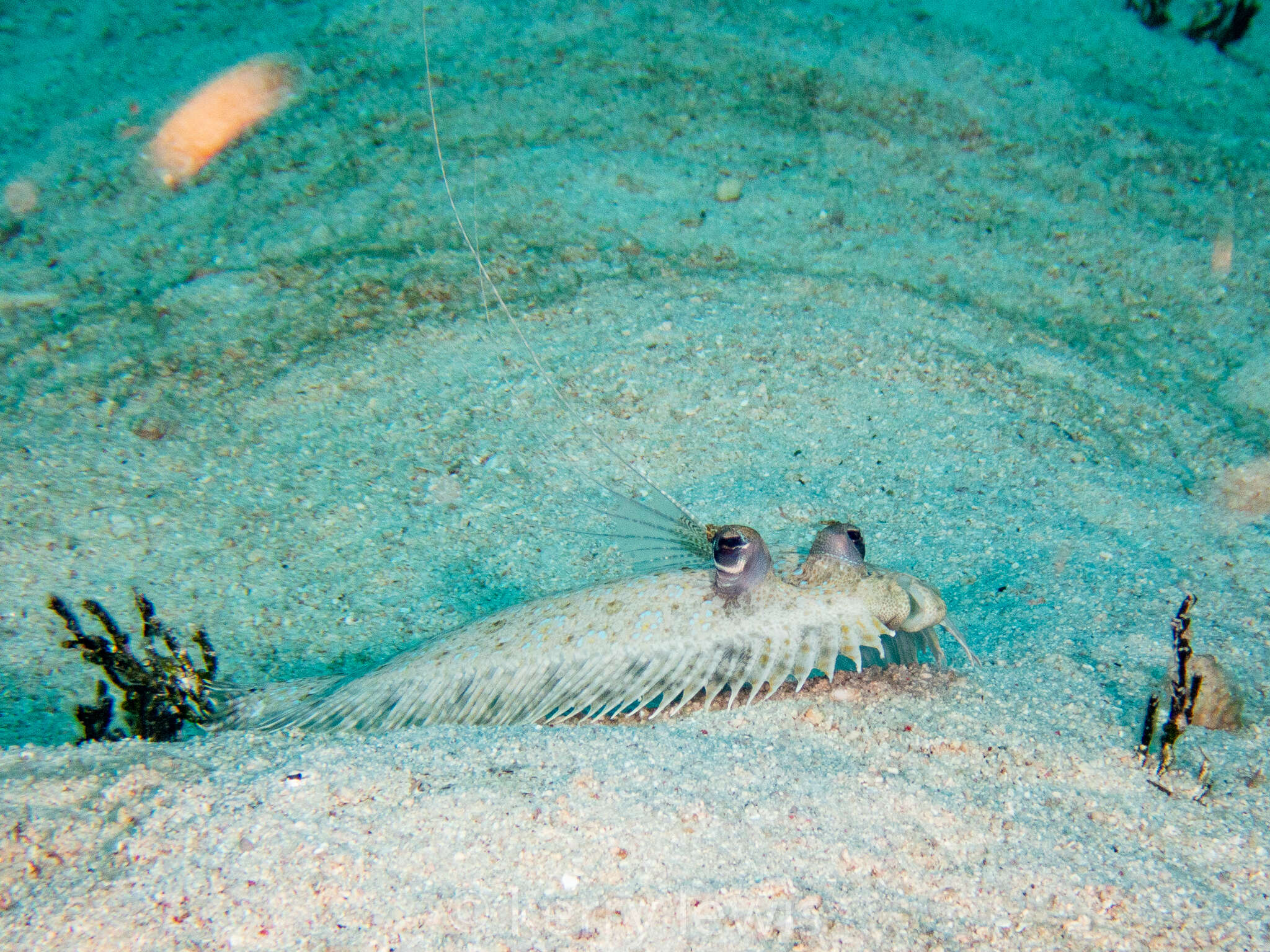 Image of Maculated Flounder