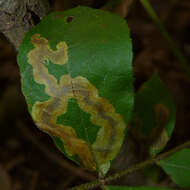 Image of Pecan Leafminer