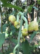 Image of Catasetum ochraceum Lindl.