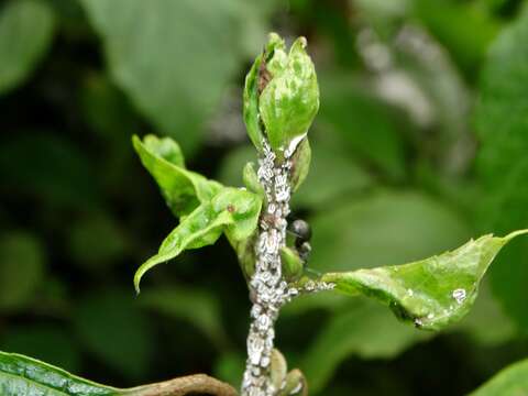 Image of <i>Coleus hereroensis</i>