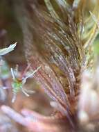 Image of Sphagnum warnstorfii Russow