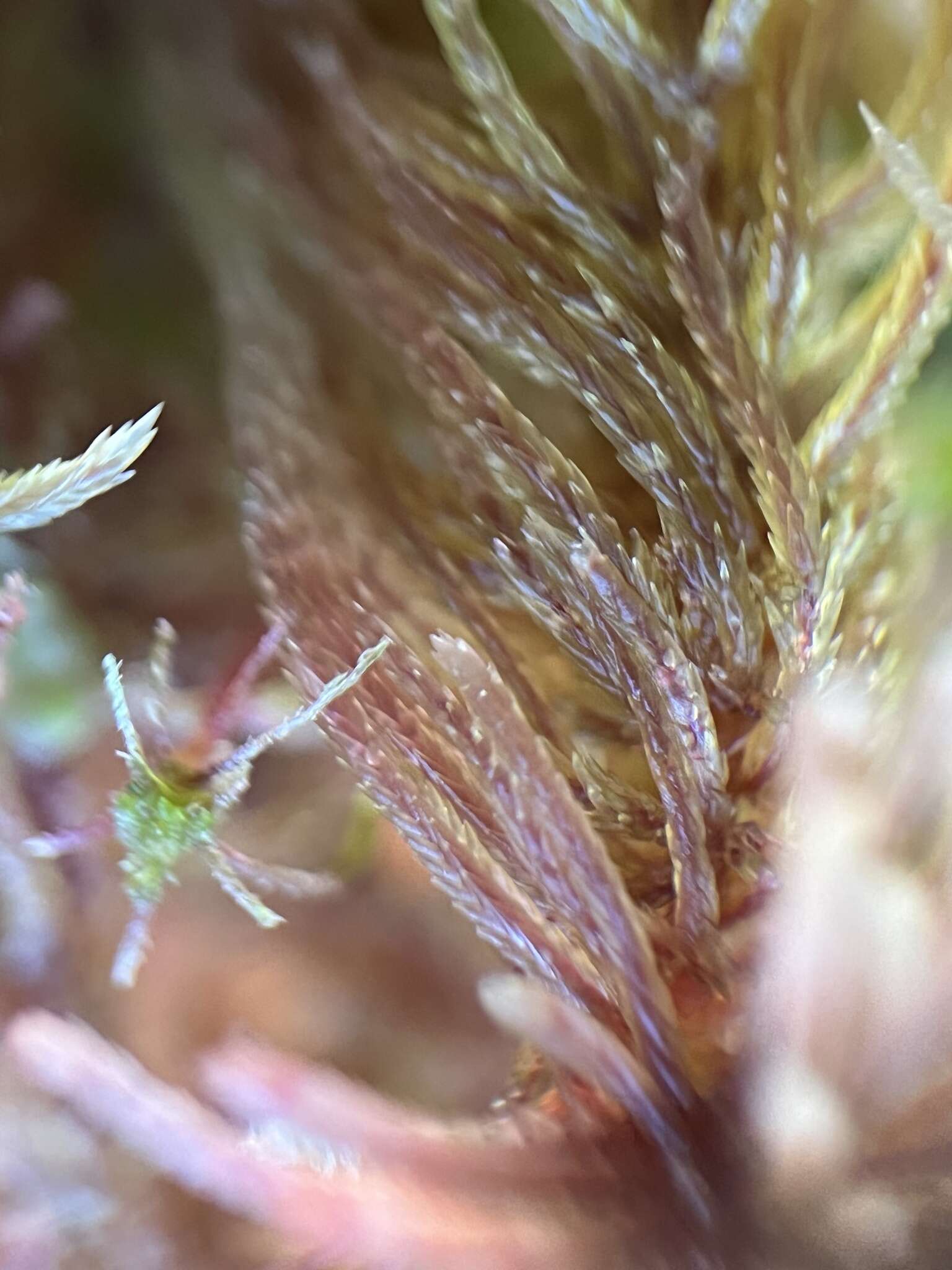 Image of Sphagnum warnstorfii Russow