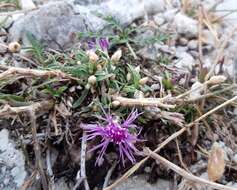 Слика од Centaurea glaberrima subsp. divergens (Vis.) Hayek