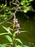 Image of Narrow-Leaf Fireweed