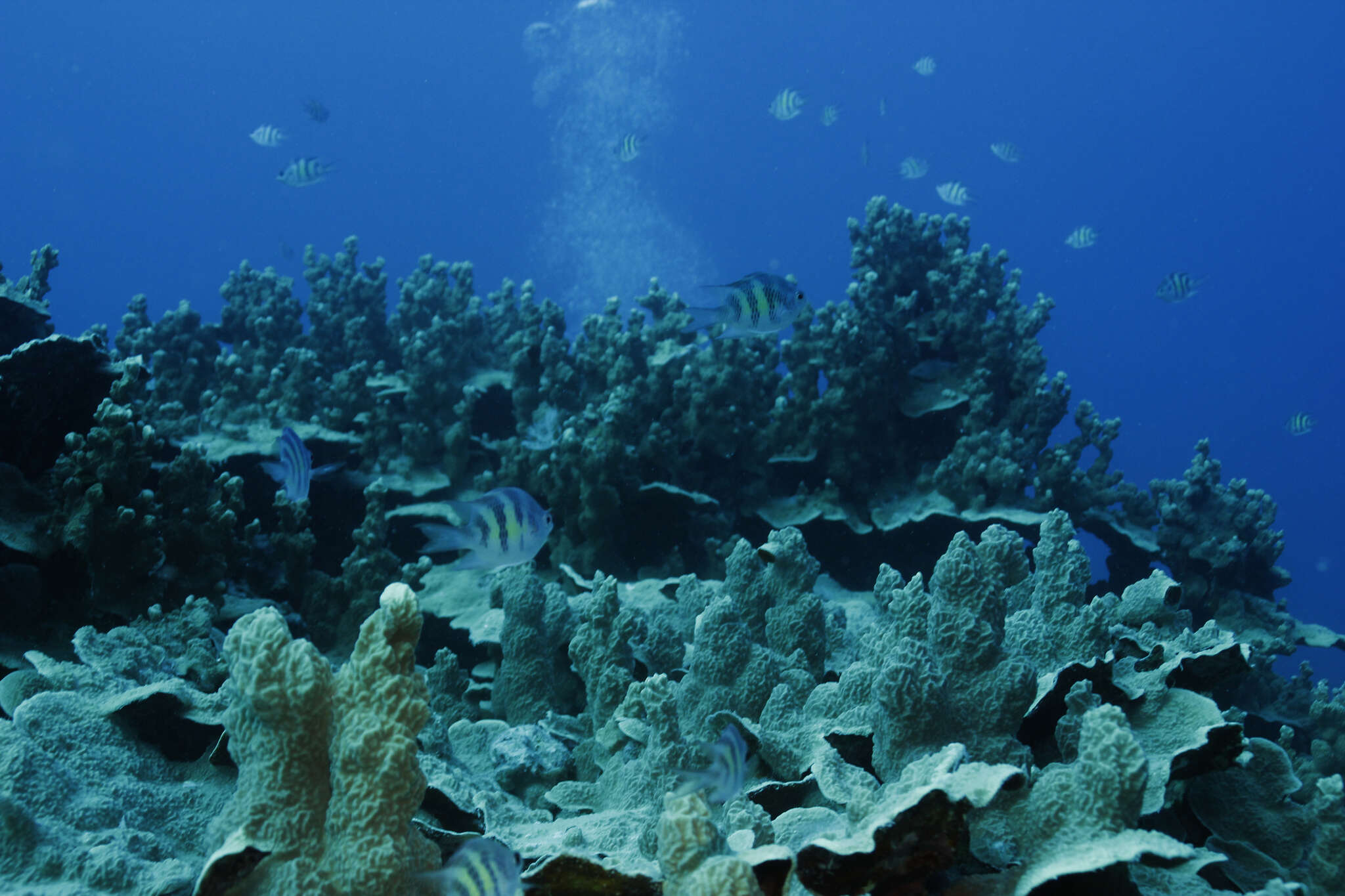 Image of Staghorn damsel