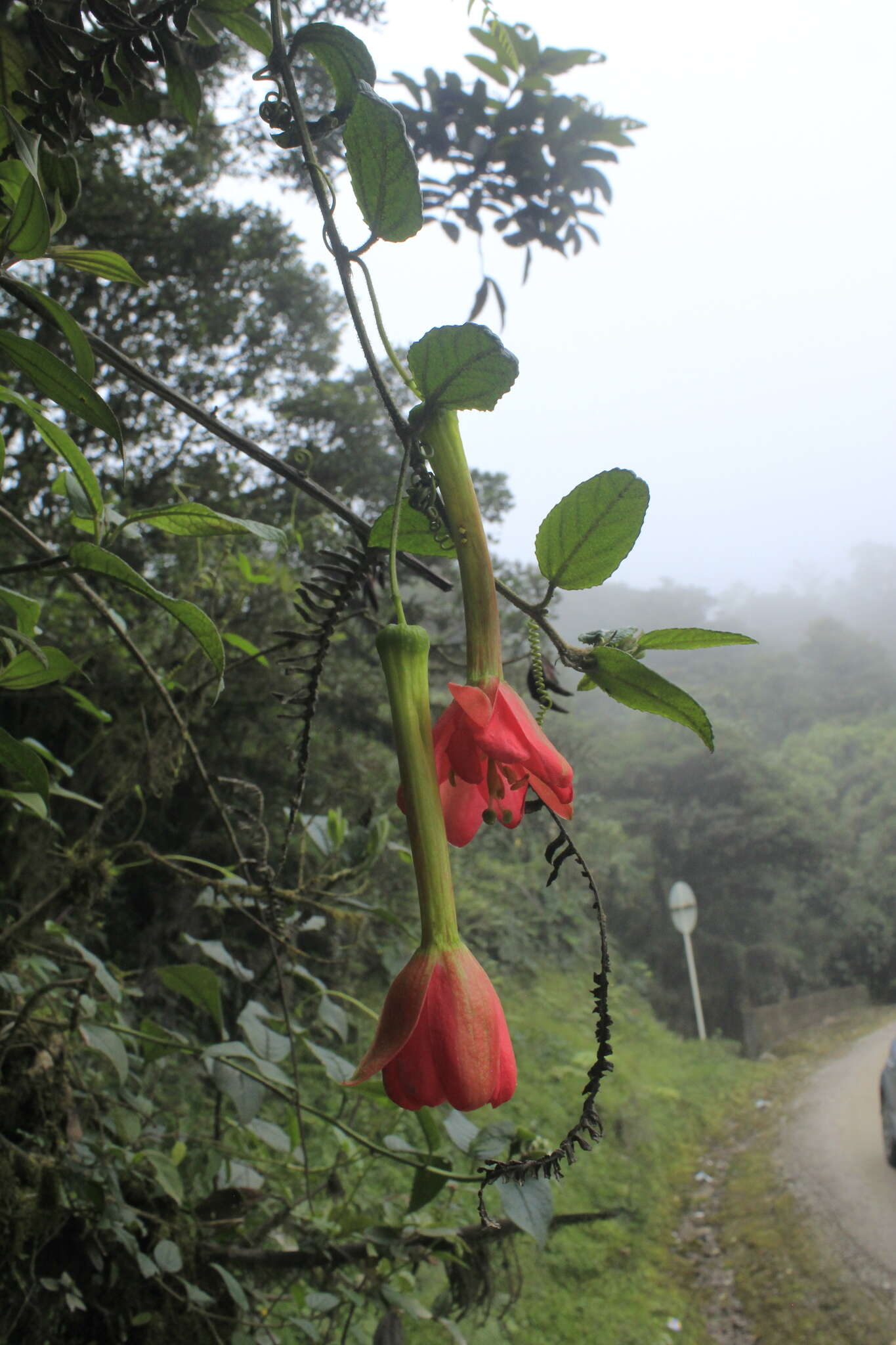 Image of Passiflora crispolanata Uribe