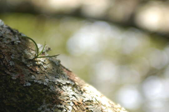 Image of Tridactyle tridentata (Harv.) Schltr.