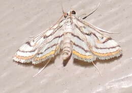 Image of Chestnut-marked Pondweed Moth