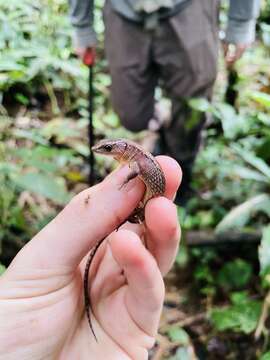 Imagem de Alopoglossus buckleyi