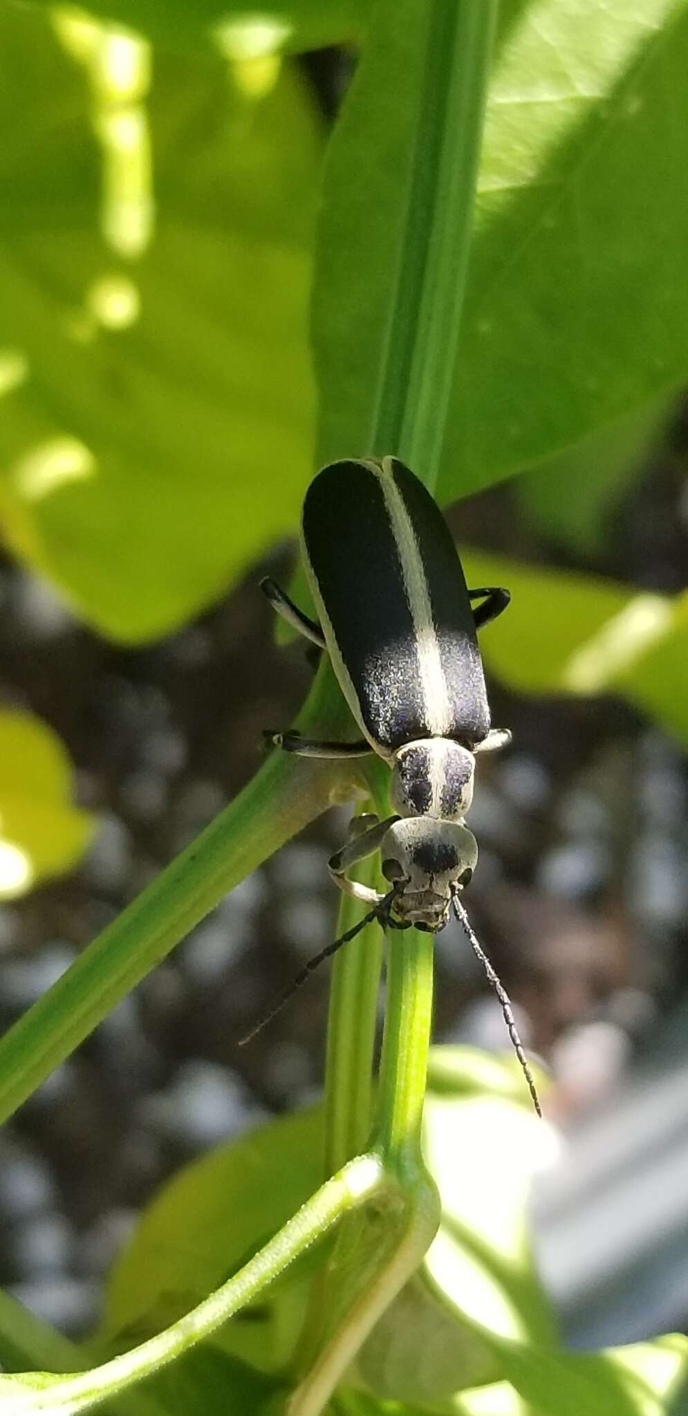 Image of Margined Blister Beetle