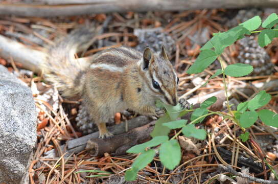 Image of Colorado Chipmunk