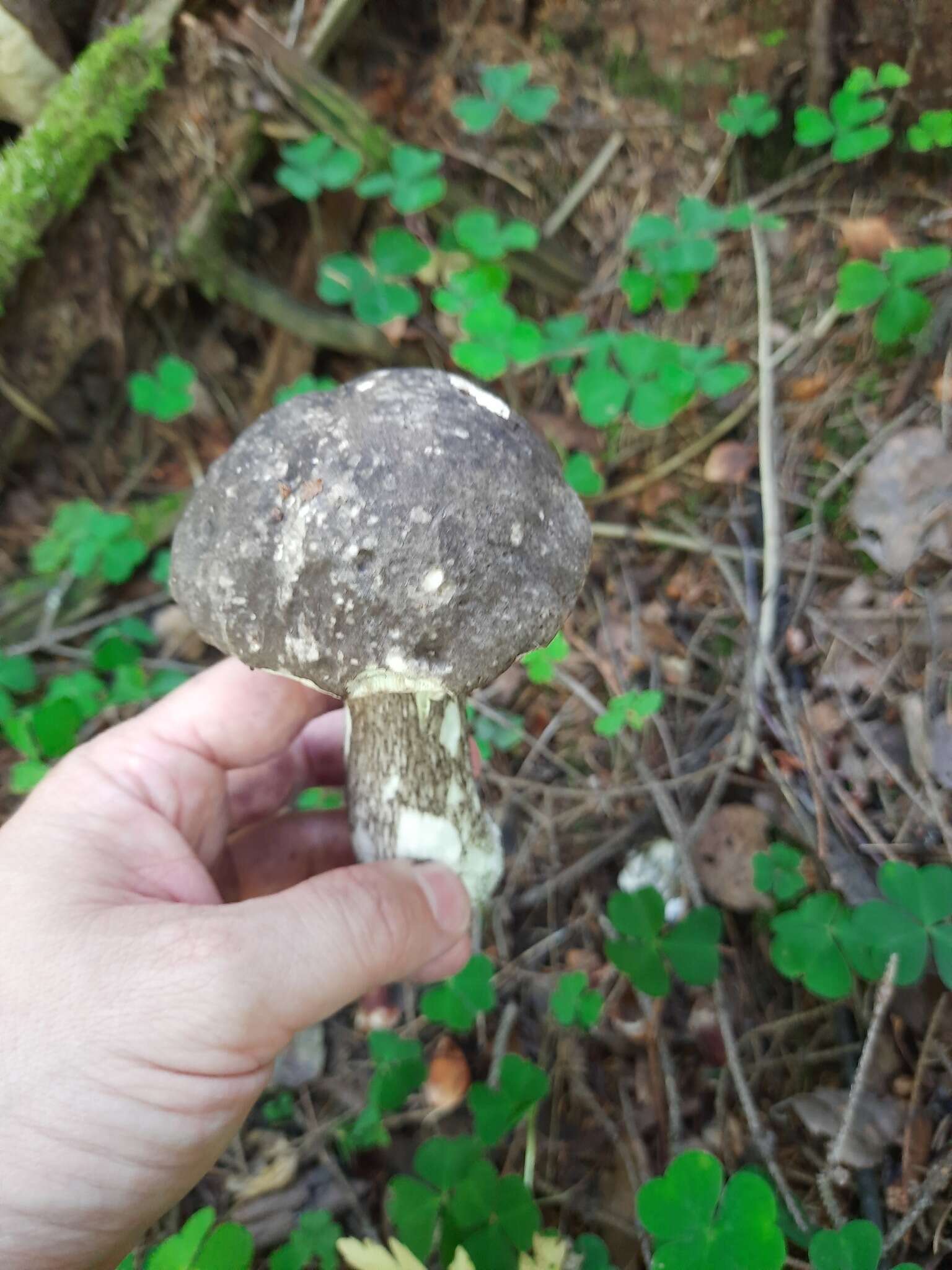 Image of Leccinum melaneum (Smotl.) Pilát & Dermek 1974