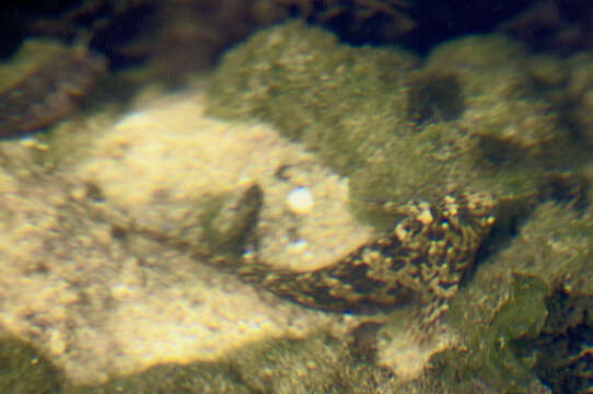 Image of Black Sea Blenny