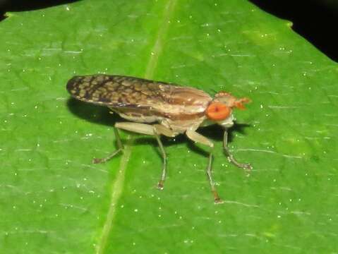 Image of Trypetoptera canadensis (Macquart 1843)