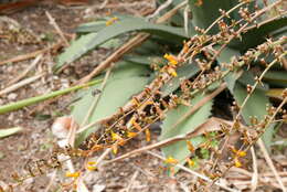 Image of Amegilla canifrons (Smith 1854)