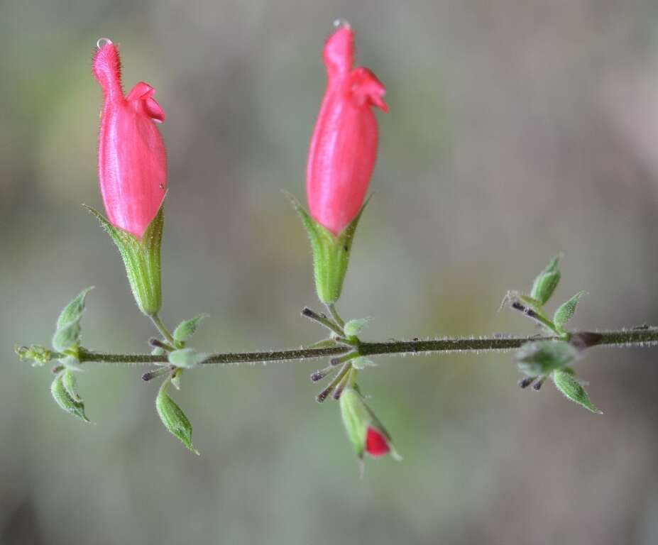 Image of Salvia karwinskii Benth.