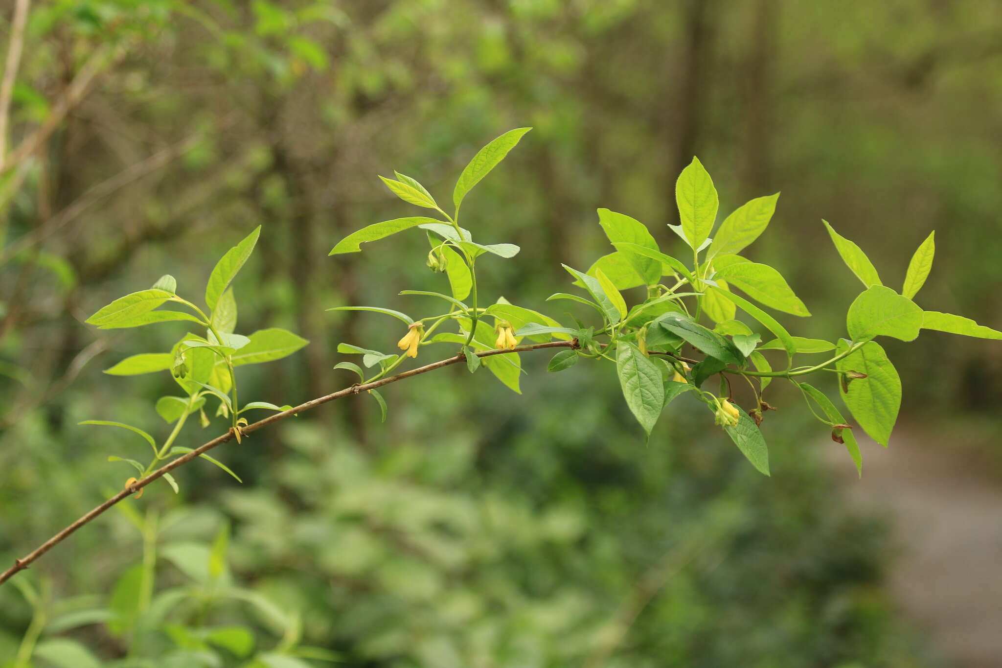 Image of twinberry honeysuckle