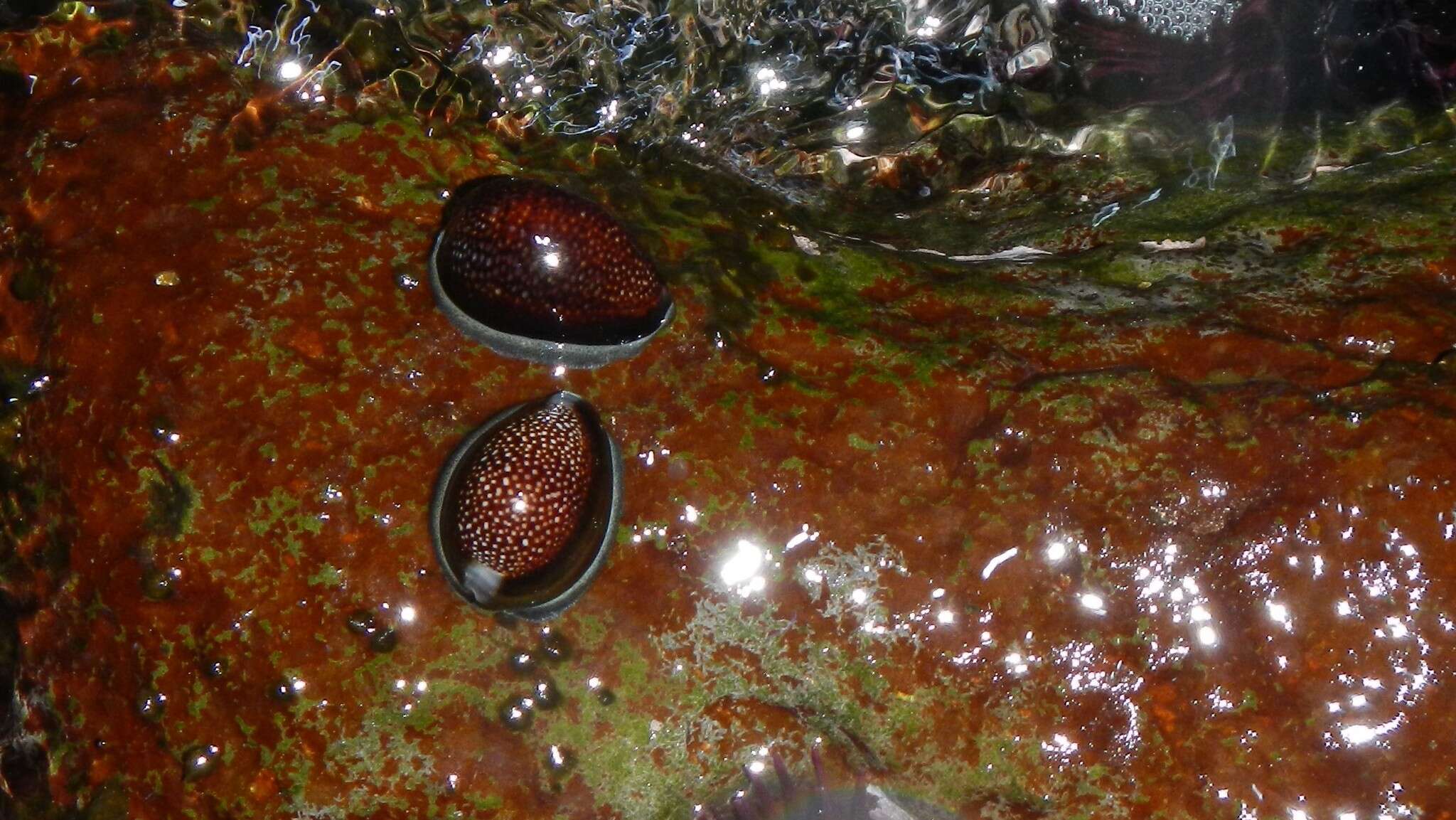 Image de Monetaria caputdraconis (Melvill 1888)