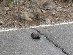 Image of Sonoran desert tortoise