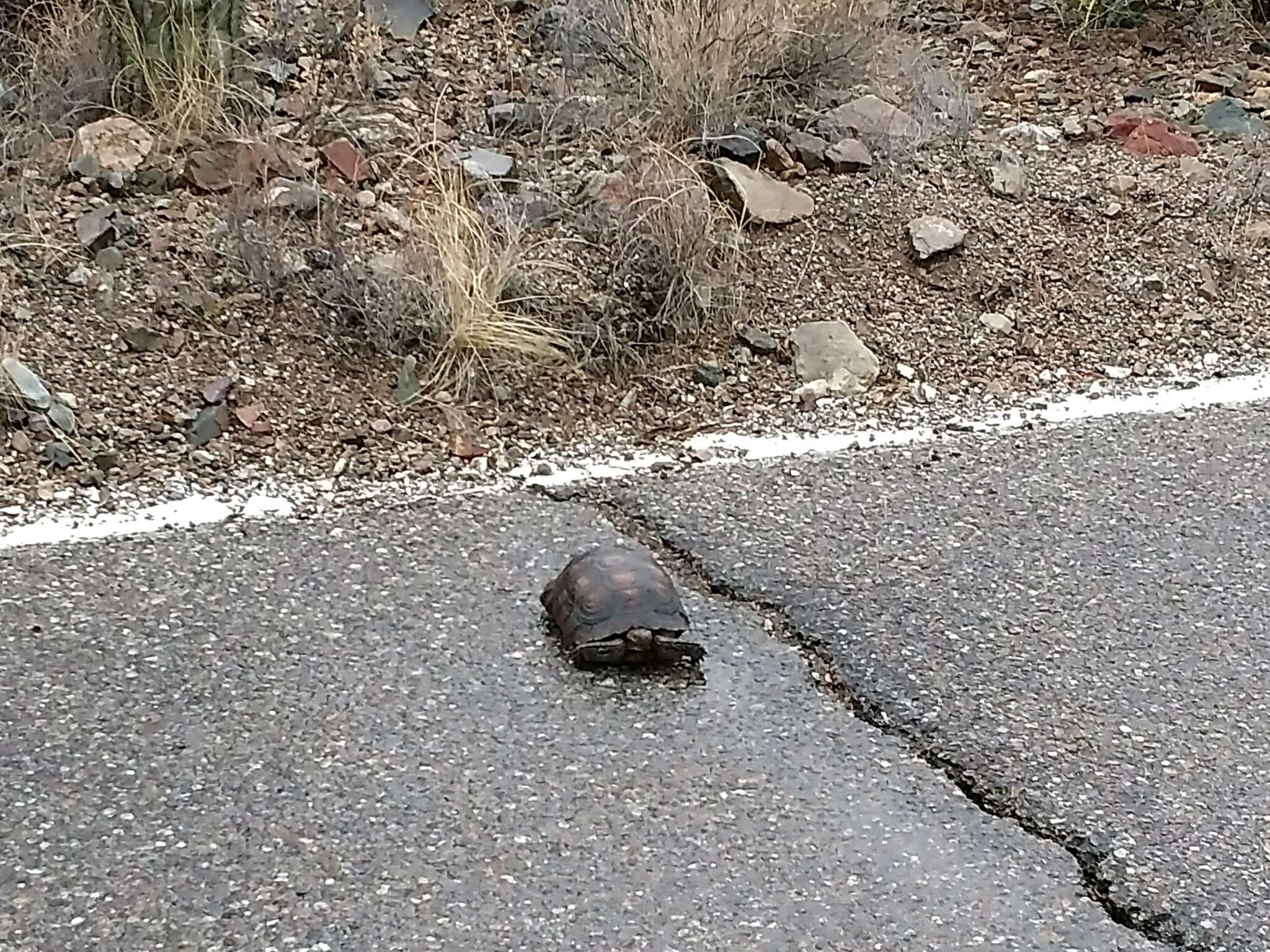 Image of Sonoran desert tortoise