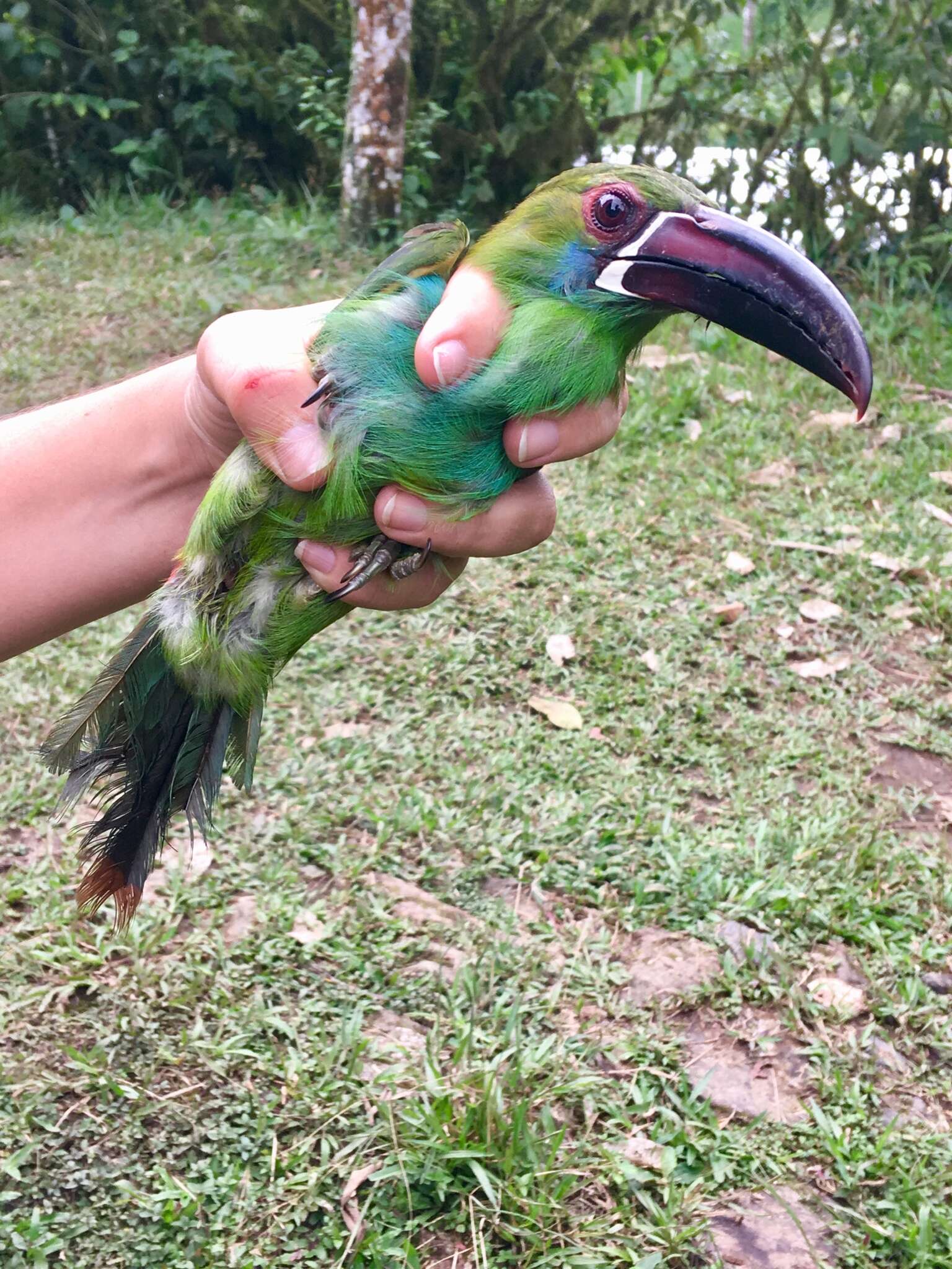 Image of Crimson-rumped Toucanet