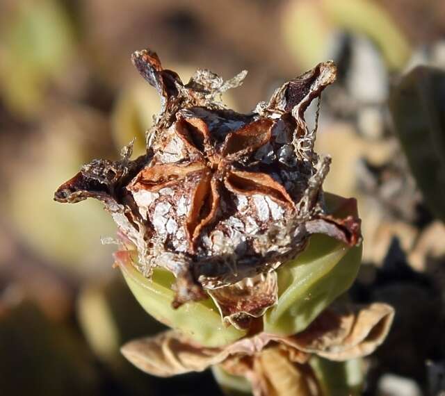 Image of Braunsia geminata (Haw.) L. Bol.