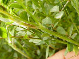 Image of cockshead sainfoin