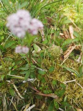 Image of marsh valerian