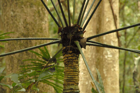 Image of Cycas inermis Lour.