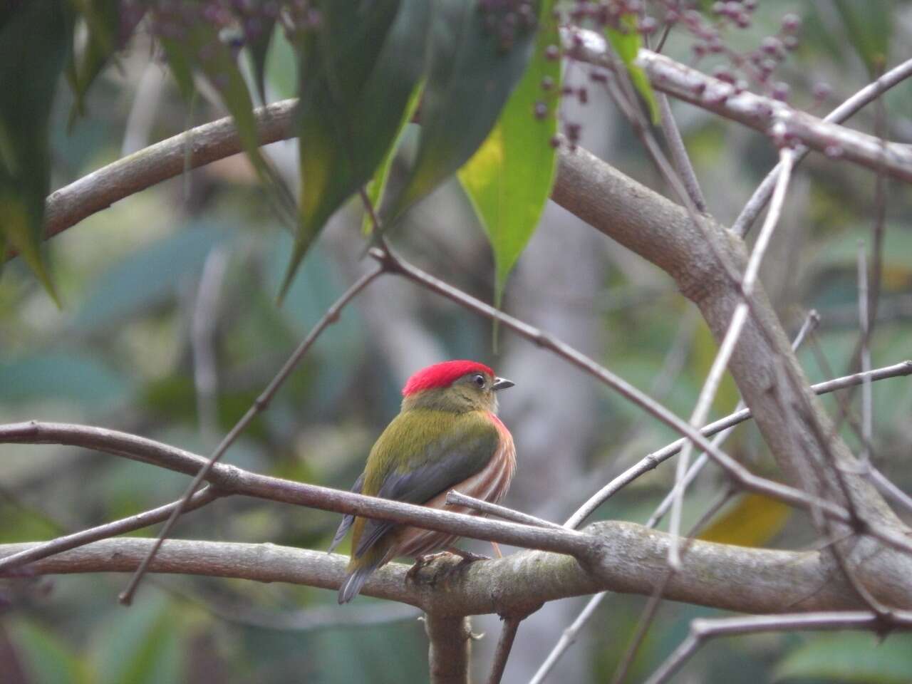 Image of Striolated Manakin